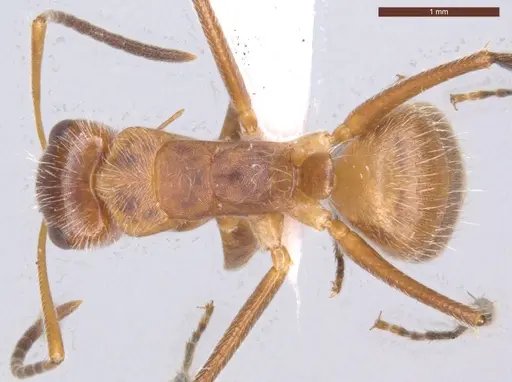 Camponotus pittieri specimen ECOFOG-MI15-0154-20 image ecofog-mi15-0154-20_1