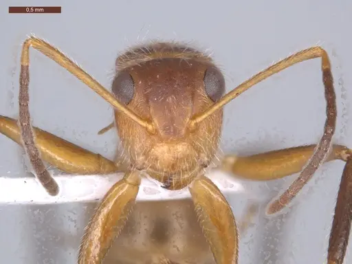 Camponotus pittieri specimen ECOFOG-MI15-0154-20 image ecofog-mi15-0154-20_2