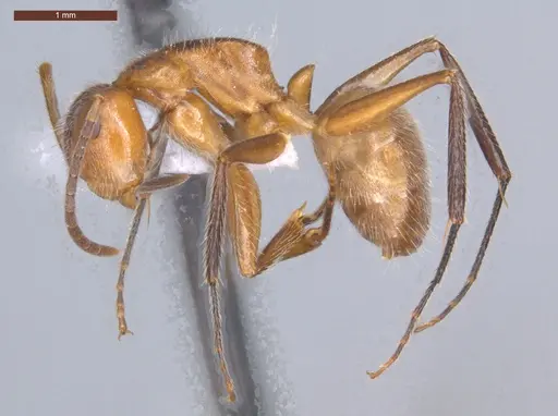 Camponotus pittieri specimen ECOFOG-MI15-0154-20 image ecofog-mi15-0154-20_3