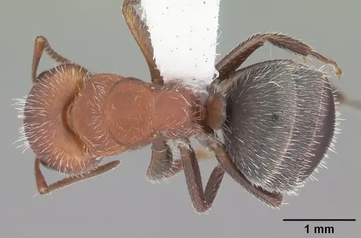 Camponotus planatus specimen CASENT0103696 image casent0103696_1