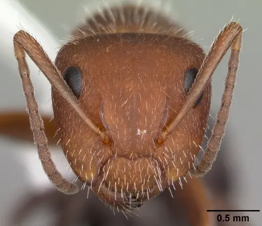 Camponotus planatus specimen CASENT0103696 image casent0103696_2