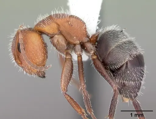 Camponotus planatus specimen CASENT0103696 image casent0103696_3