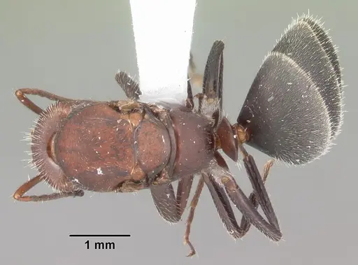 Camponotus planatus specimen CASENT0103699 image casent0103699_1