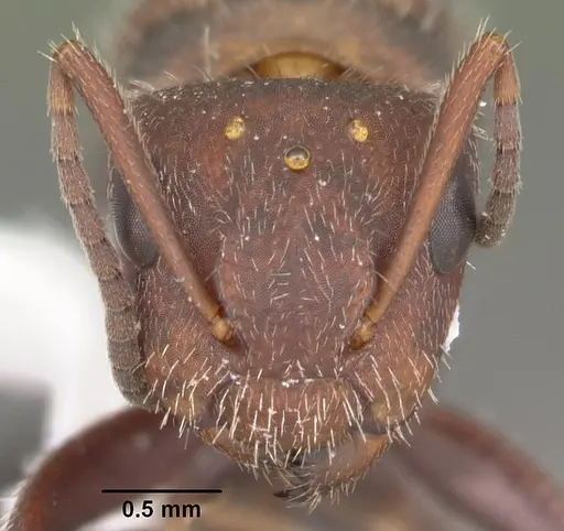 Camponotus planatus specimen CASENT0103699 image casent0103699_2