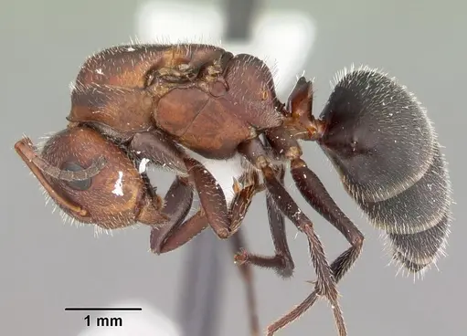 Camponotus planatus specimen CASENT0103699 image casent0103699_3