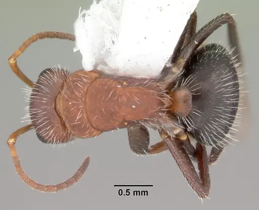 Camponotus planatus specimen CASENT0103700 image casent0103700_1