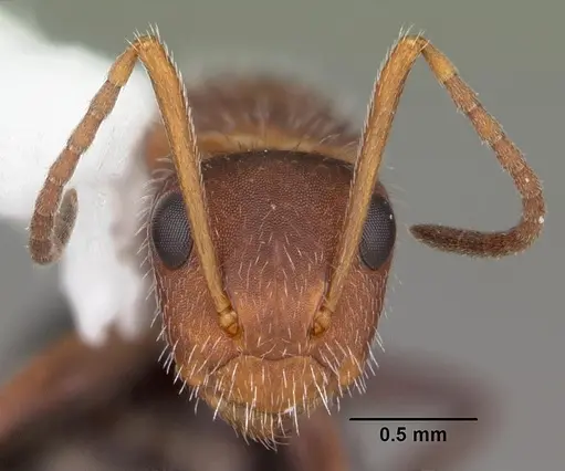 Camponotus planatus specimen CASENT0103700 image casent0103700_2