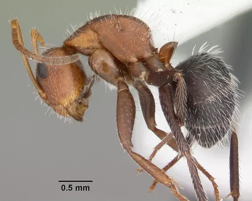 Camponotus planatus specimen CASENT0103700 image casent0103700_3