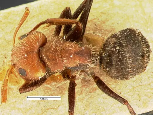 Camponotus planatus specimen CASENT0105587 image casent0105587_1