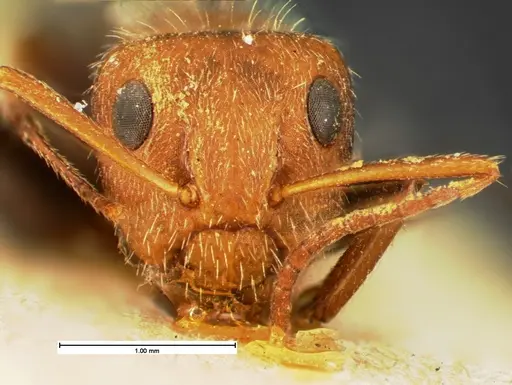 Camponotus planatus specimen CASENT0105587 image casent0105587_2