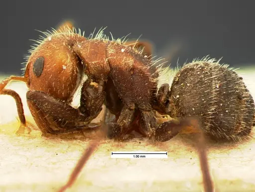 Camponotus planatus specimen CASENT0105587 image casent0105587_3