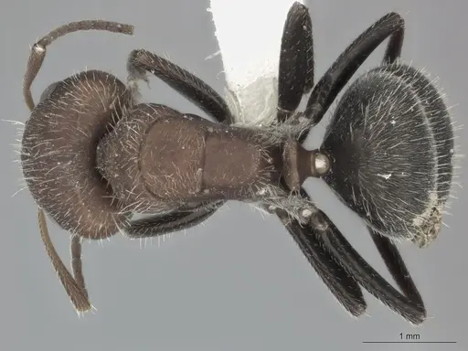 Camponotus planatus specimen CASENT0246647 image casent0246647_1