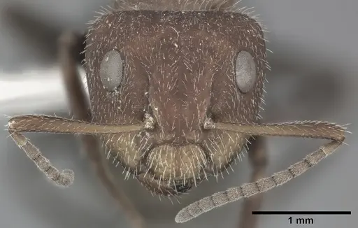Camponotus planatus specimen CASENT0246647 image casent0246647_2