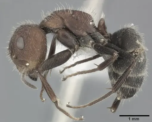 Camponotus planatus specimen CASENT0246647 image casent0246647_3