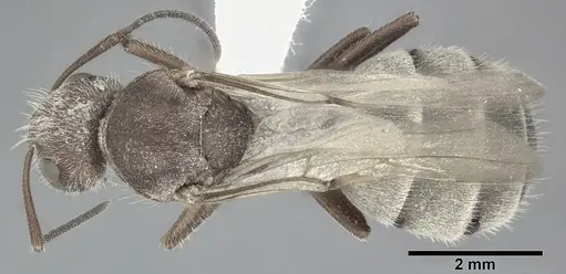 Camponotus planatus specimen CASENT0246648 image casent0246648_1