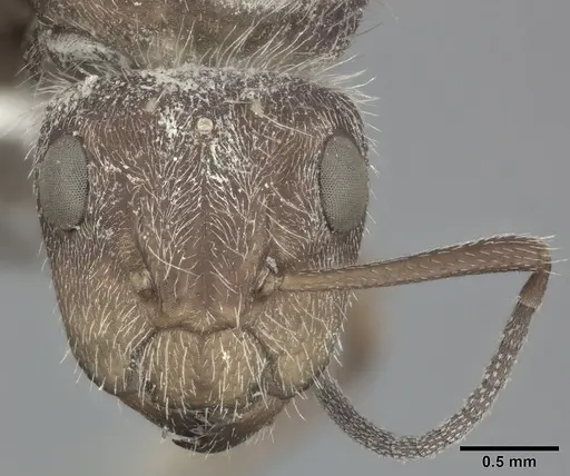 Camponotus planatus specimen CASENT0246648 image casent0246648_2