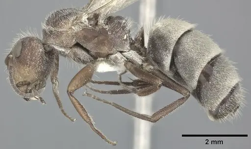 Camponotus planatus specimen CASENT0246648 image casent0246648_3