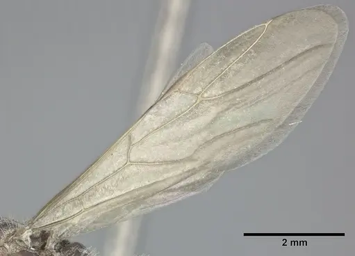 Camponotus planatus specimen CASENT0246648 image casent0246648_4