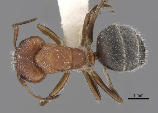 Camponotus planatus specimen CASENT0280090 image casent0280090_1