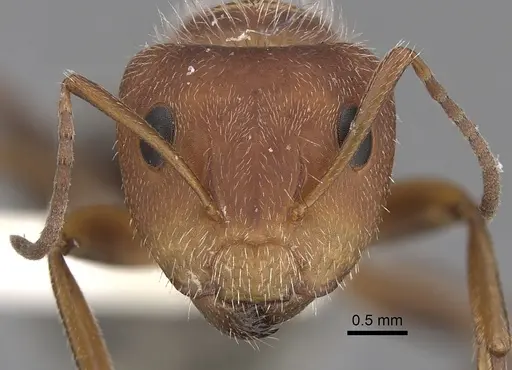 Camponotus planatus specimen CASENT0280090 image casent0280090_2
