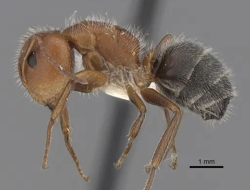 Camponotus planatus specimen CASENT0280090 image casent0280090_3
