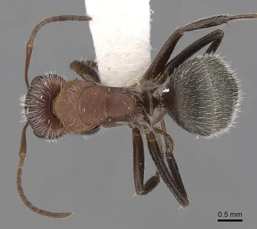 Camponotus planatus specimen CASENT0280091 image casent0280091_1
