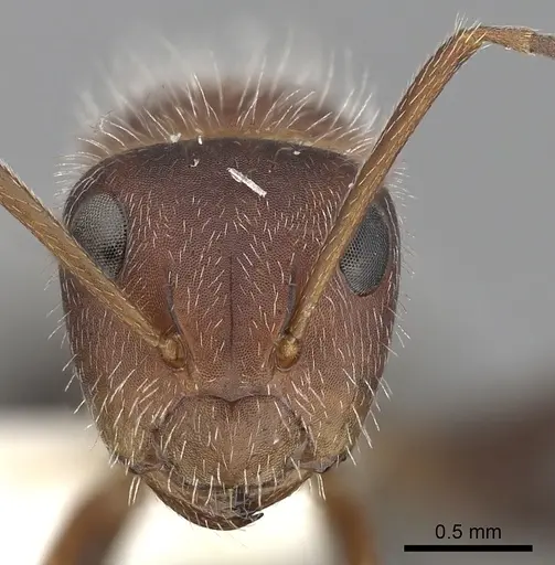 Camponotus planatus specimen CASENT0280091 image casent0280091_2