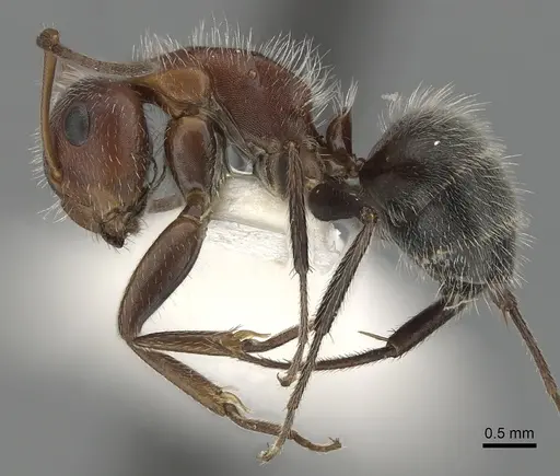 Camponotus planatus specimen CASENT0280091 image casent0280091_3