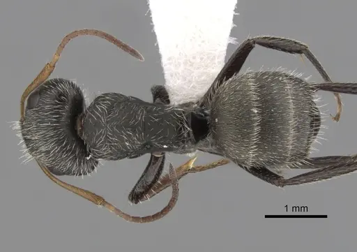 Camponotus planatus specimen CASENT0280094 image casent0280094_1