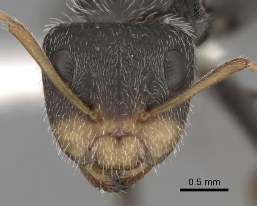 Camponotus planatus specimen CASENT0280094 image casent0280094_2