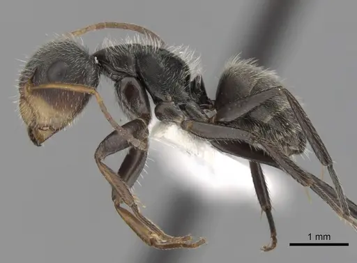 Camponotus planatus specimen CASENT0280094 image casent0280094_3
