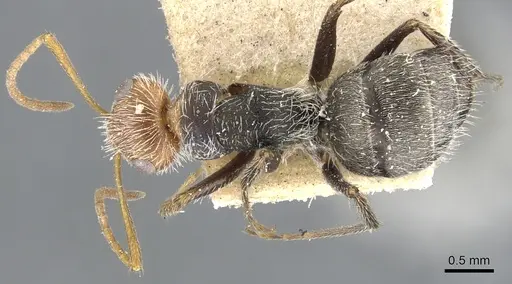 Camponotus planatus specimen CASENT0903643 image casent0903643_1