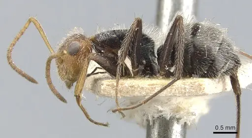 Camponotus planatus specimen CASENT0903643 image casent0903643_3