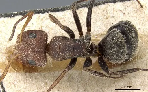 Camponotus planatus specimen CASENT0905515 image casent0905515_1