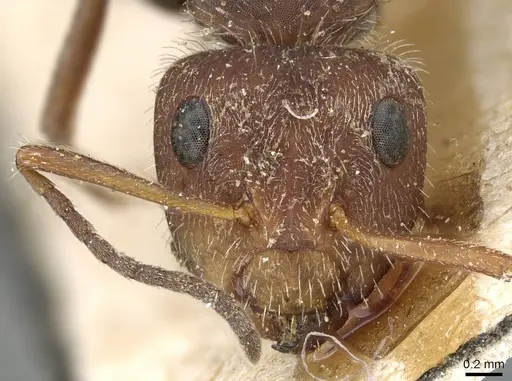 Camponotus planatus specimen CASENT0905515 image casent0905515_2