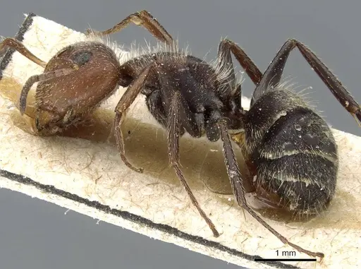 Camponotus planatus specimen CASENT0905515 image casent0905515_3