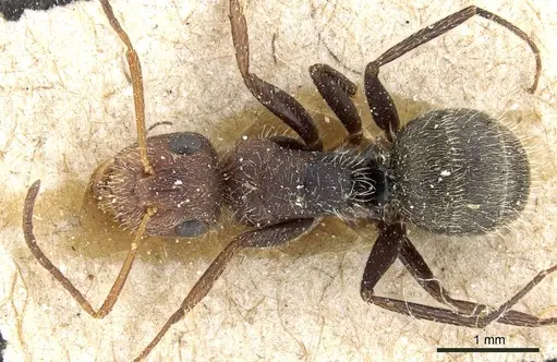 Camponotus planatus specimen CASENT0905516 image casent0905516_1