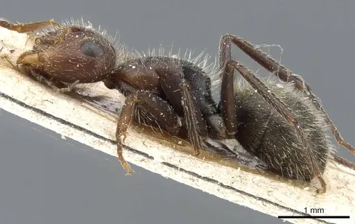 Camponotus planatus specimen CASENT0905516 image casent0905516_3