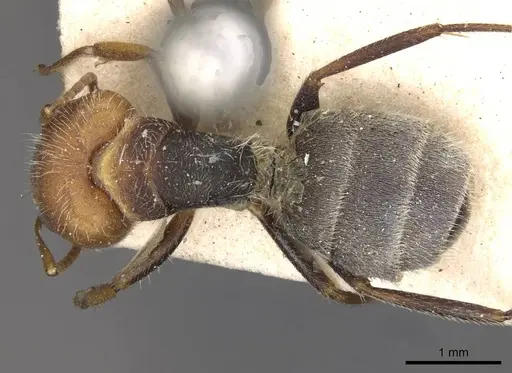 Camponotus planatus specimen CASENT0910710 image casent0910710_1
