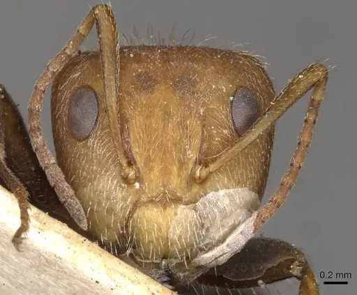 Camponotus planatus specimen CASENT0910710 image casent0910710_2