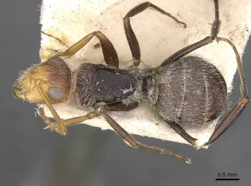 Camponotus planatus specimen CASENT0910711 image casent0910711_1