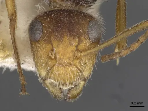 Camponotus planatus specimen CASENT0910711 image casent0910711_2