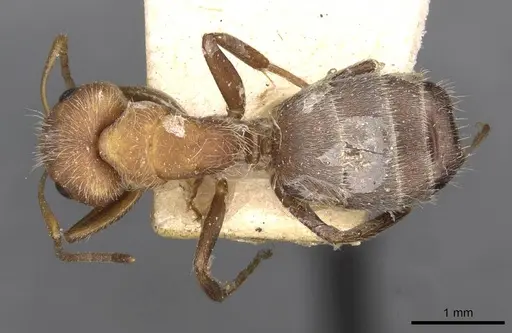 Camponotus planatus specimen CASENT0910712 image casent0910712_1