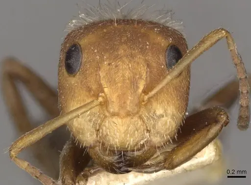 Camponotus planatus specimen CASENT0910712 image casent0910712_2