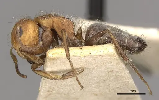 Camponotus planatus specimen CASENT0910712 image casent0910712_3