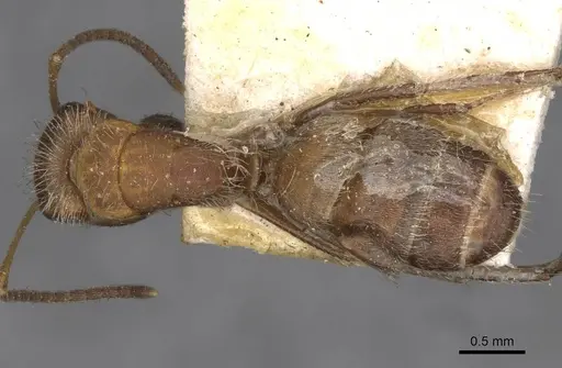 Camponotus planatus specimen CASENT0910713 image casent0910713_1