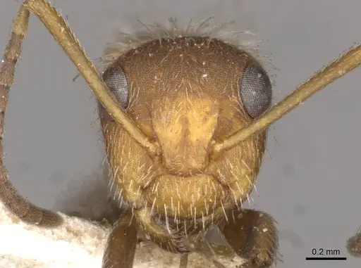 Camponotus planatus specimen CASENT0910713 image casent0910713_2