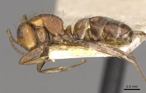 Camponotus planatus specimen CASENT0910713 image casent0910713_3