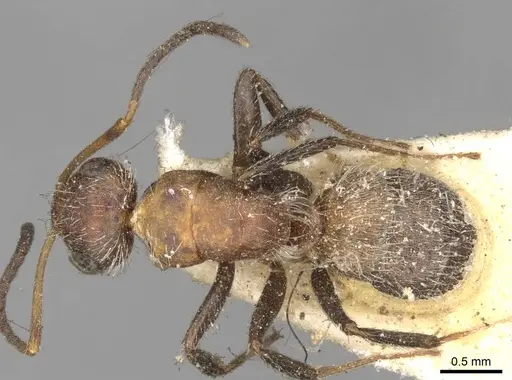 Camponotus planatus specimen CASENT0910714 image casent0910714_1