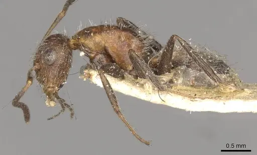 Camponotus planatus specimen CASENT0910714 image casent0910714_3